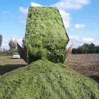 ذرت علوفه ای|عمده‌فروشی|فاضل آباد, |دیوار