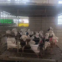 طوقی|پرنده|اردکان, |دیوار