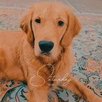 سگ ردگلدن رتور اصل