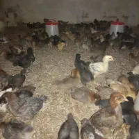 جوجه مرغ وخروس گلپایگانی ۲۰روزه واکسن خورده|حیوانات مزرعه|فرمهین, |دیوار