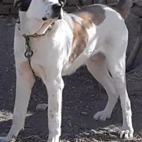 سگ سرابی|سگ|مبارکه, |دیوار