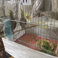 عروس هلندی|پرنده|قم, انسجام|دیوار