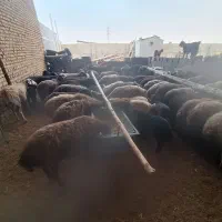 میش یک نشان یک صاحب