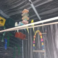 مرغ عشق جفتی 600هزارتومن