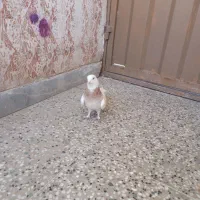 ماده طوق زرد|پرنده|کرمان, |دیوار