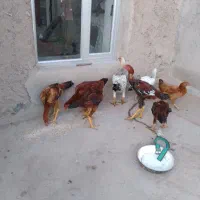 جوجه لاری
