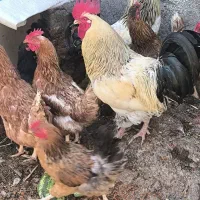 خروس|حیوانات مزرعه|ارومیه, |دیوار