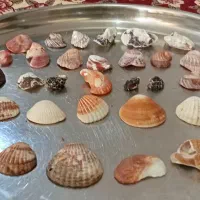 سنگ و صدف دریایی