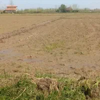 ۶۳۰۰ متر زمین کشاورزی برنج / لاهیجان|فروش زمین و ملک کلنگی|رودبنه, |دیوار