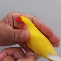 کوتوله برزیلی