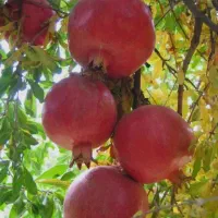 نهال انار واندرفول آمریکایی