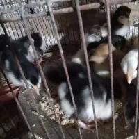 جوجه گلین وجوجه لاری|حیوانات مزرعه|انبارآلوم, |دیوار