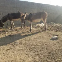 توافقی|حیوانات مزرعه|اصفهان, براآن شمالی|دیوار