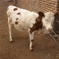 گوساله سیمنتال|حیوانات مزرعه|ایواوغلی, |دیوار