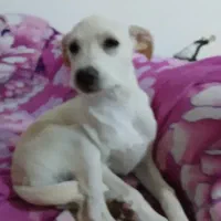 سگ پاکوتاه رایگان|سگ|علیآباد کتول, |دیوار