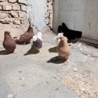 کفتر  شهرستانی