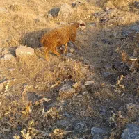 گوسفند|حیوانات مزرعه|موچش, |دیوار