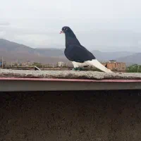 کبوتر کفتر پرنده
