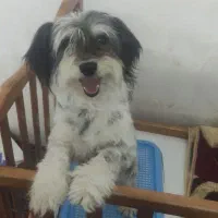 واگذاری 3 قلاده سگ شیتزو