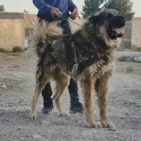 توله سرابی