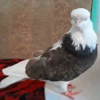 کبوتر نوک قنار|پرنده|تهران, بوستان ولایت|دیوار