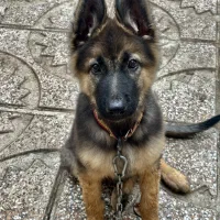 طوله ژرمن شپرت شاه طوله