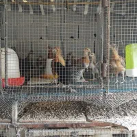 جوجه مرغ ۱روزه و ۱۵و۳۰روزه|حیوانات مزرعه|نگین شهر, |دیوار