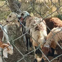 بره ماده پلنگی و یک راس شیشک قوچ|حیوانات مزرعه|شازند, |دیوار