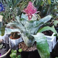 گل وگیاه آپارتمانی