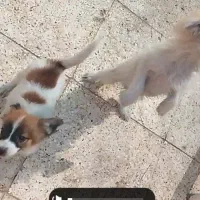 توله سگ