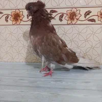 کبوتر سرور نو قنار ریز|پرنده|میانه, |دیوار