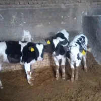 گوساله نر هلشتاین ۱۰۰ روزه از شیر برگشته
