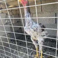 جوجه لاری اصیل