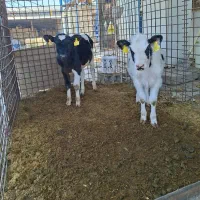 دو راس گوساله ماده