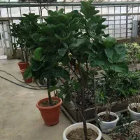 کارگر ماهر گلخانه