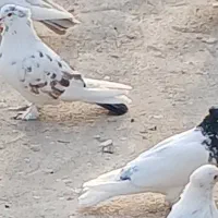 کبوتر کاشان