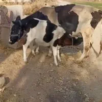 گاو شیری|حیوانات مزرعه|شال, |دیوار