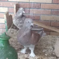 کبوتر بلژیکی کاکلی