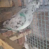 کفتر