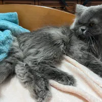 گربه اسکاتیش لانگ هیر