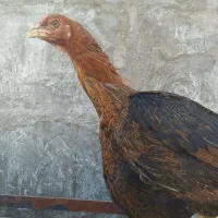 مرغ لاری افغان اصیل|حیوانات مزرعه|مشهد, امیرآباد|دیوار