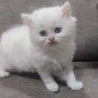 پرشین دال فیس