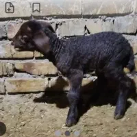 فروش بره شیری. دیشب زایده نره