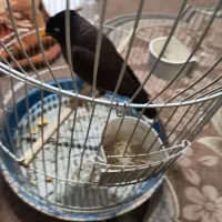 مینا|پرنده|شیراز, کوشک میدان|دیوار