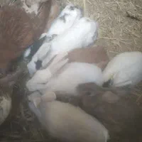 5عدد خرگوش بالغ ابست بفروش میرسد