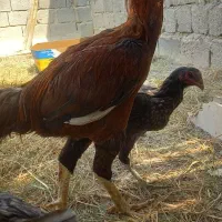 مرغ وخروس|حیوانات مزرعه|بندرعباس, |دیوار