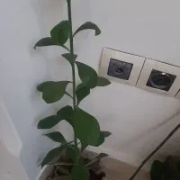 همه گل ها سرحال وشاد هستند|گل و گیاه طبیعی|آبیک, |دیوار