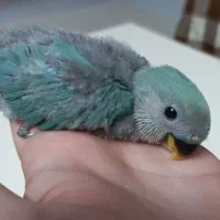 طوطی برزیلی (کوتوله) سرلاکی