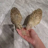 دو عدد بلدرچین ماده آماده جفت گیری و تخم گذار