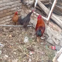 مرغو خروس